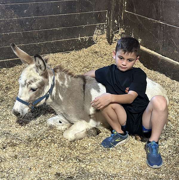family-safe-donkey