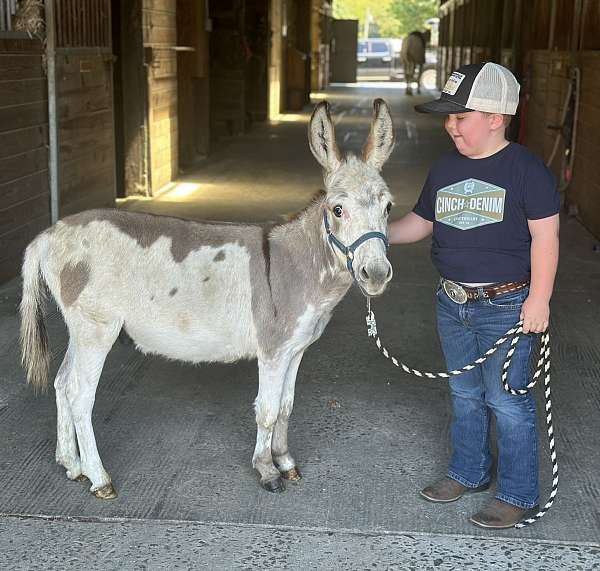 babysitter-donkey