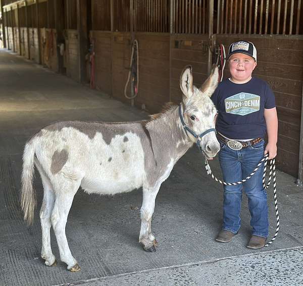 dog-like-donkey