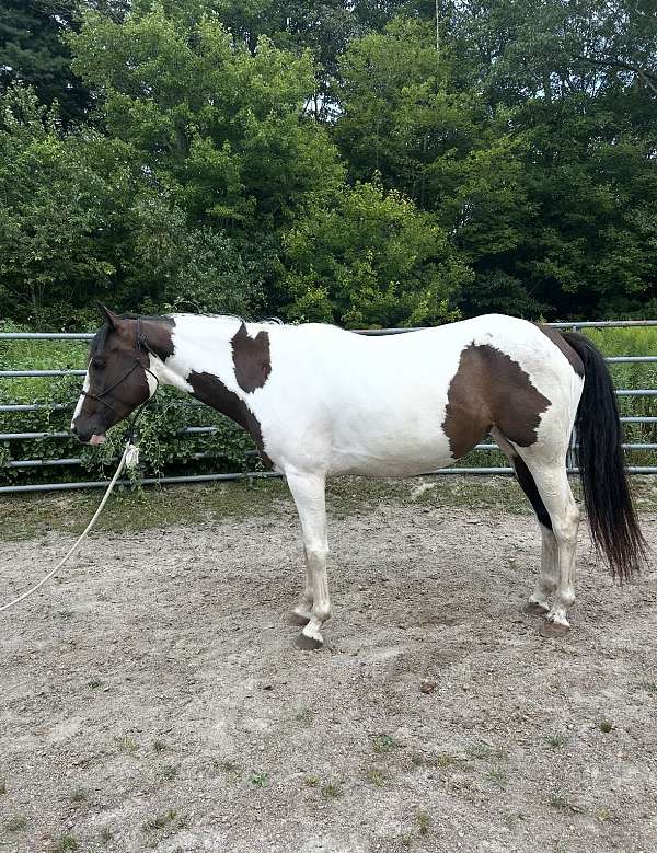 experienced-started-under-saddle-paint-thoroughbred-horse