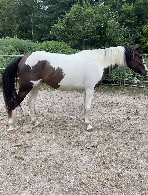paint-horse-for-sale