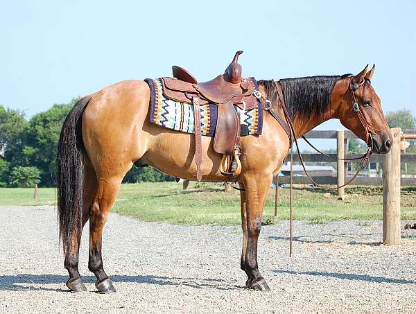 trail-partner-quarter-pony