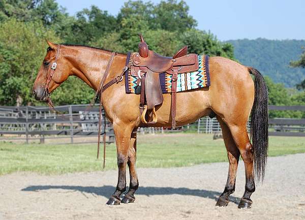 virginia-quarter-pony