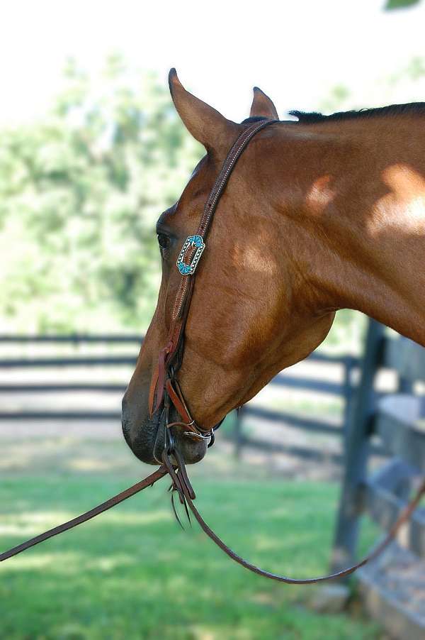 dun-none-pony