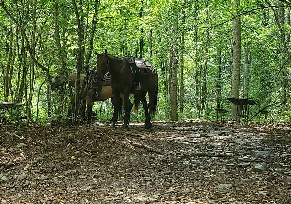 gelding-quarter-pony