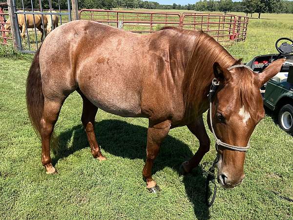 15-hand-quarter-horse-mare