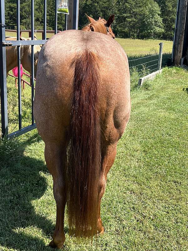 red-roan-mare-for-sale
