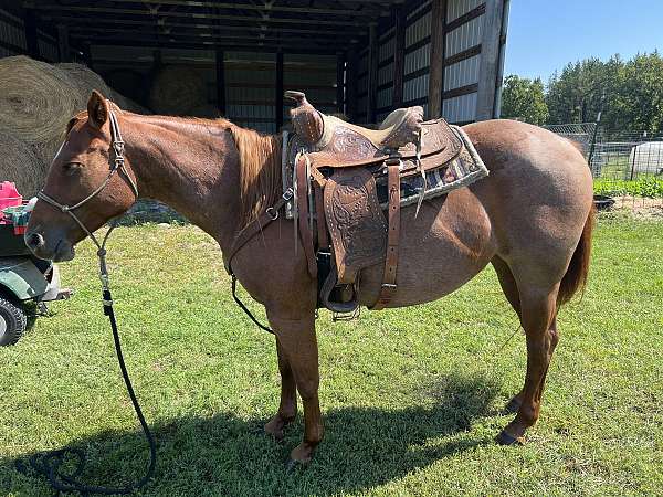 red-roan-quarter-horse-mare