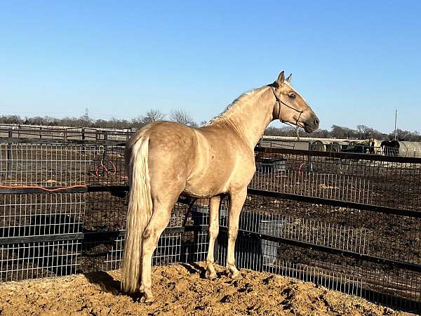 dressage-andalusian-palomino-horse