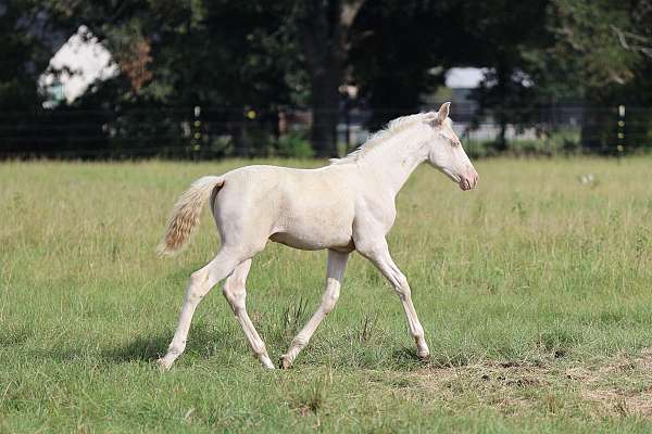 double-dilute-andalusian-palomino-horse