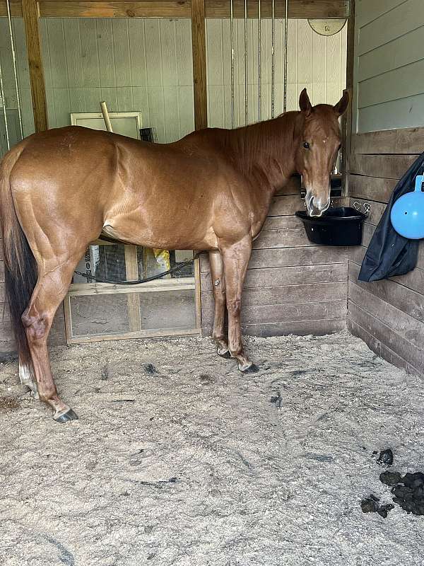 right-hind-sock-horse