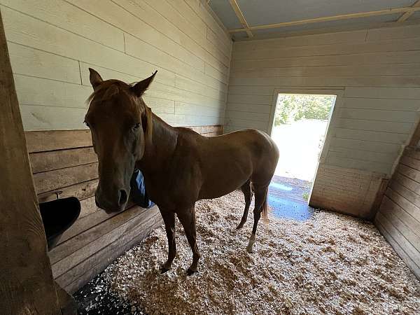 chestnut-right-hind-sock-horse