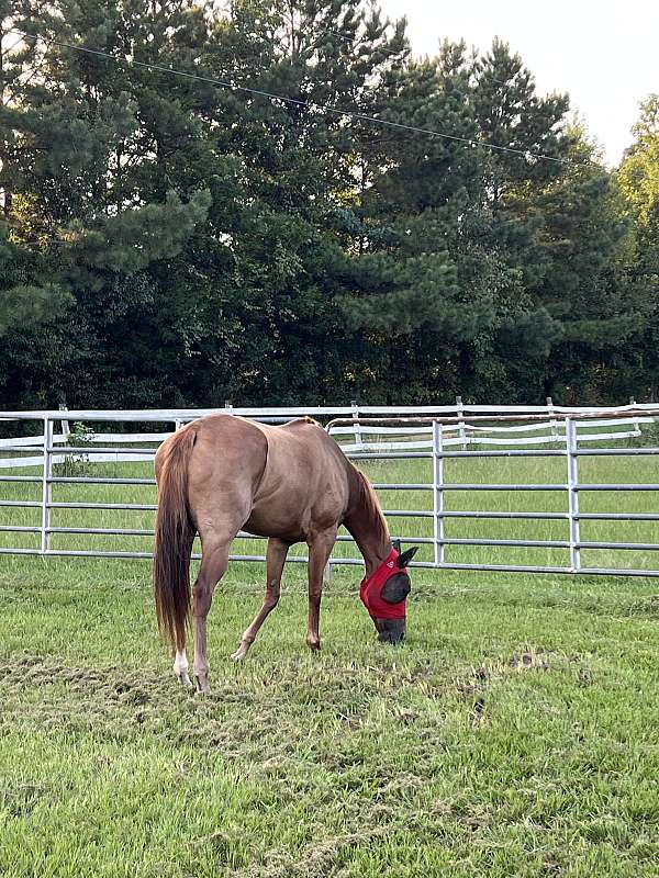 all-around-thoroughbred-horse