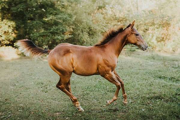 athletic-quarter-horse