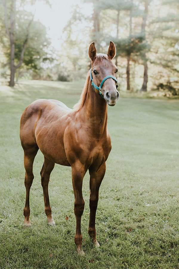 tickets-quarter-horse