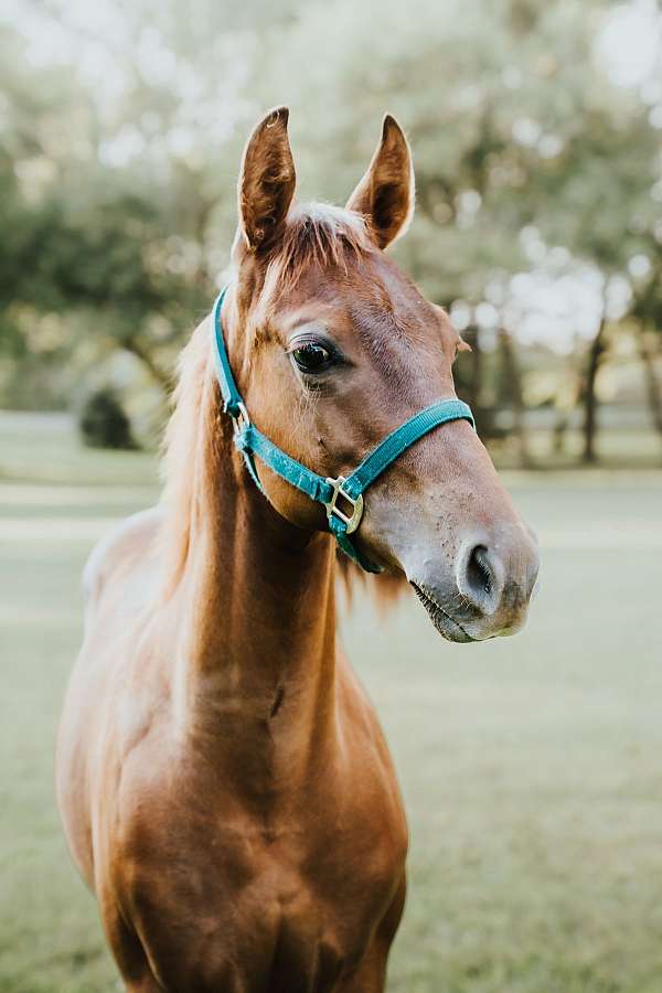 victory-quarter-horse