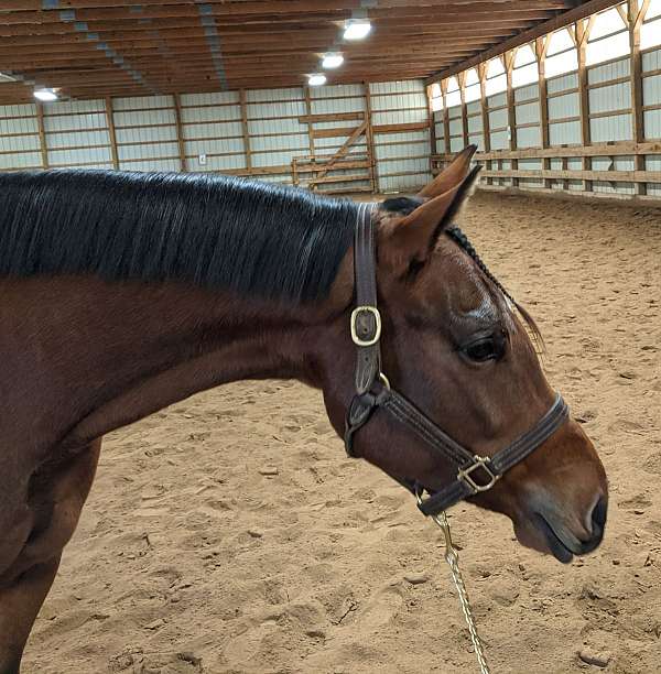 all-around-paint-horse