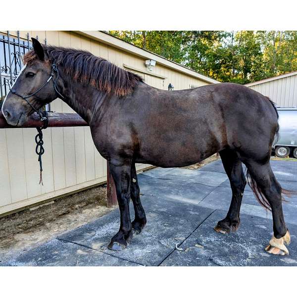 balanced-percheron-horse
