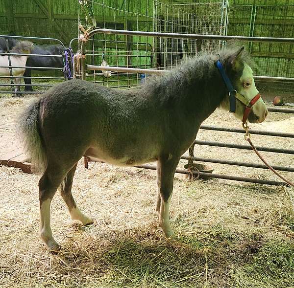 right-legs-stockings-horse