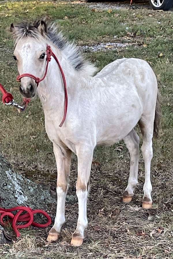 both-rear-white-legs-horse
