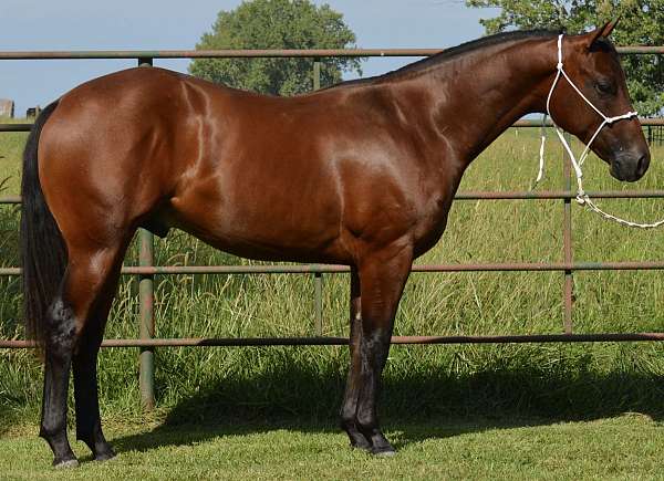 trail-quarter-horse