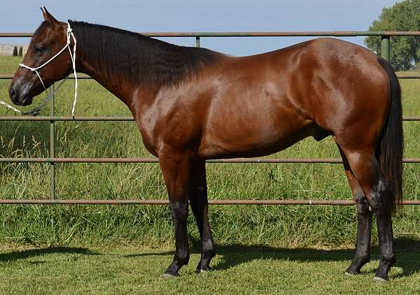 ranch-quarter-horse