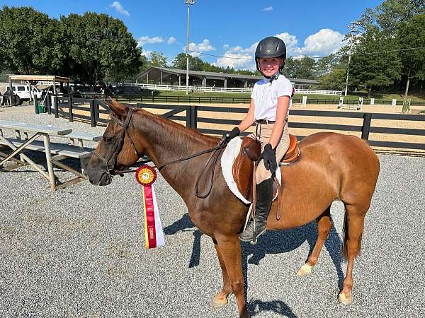 quarter-horse-mare