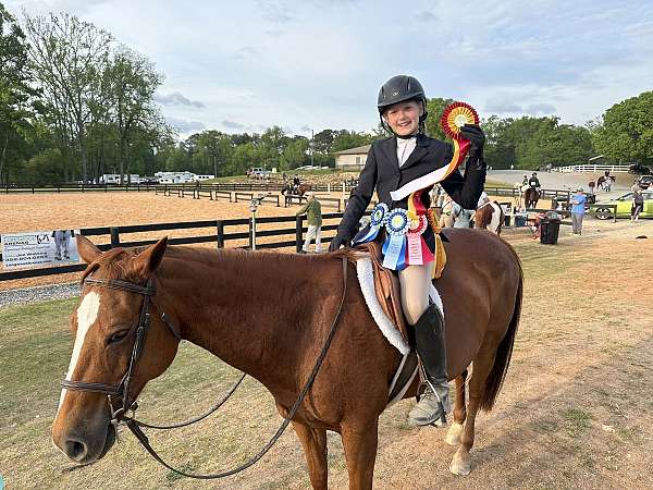 hunters-quarter-pony