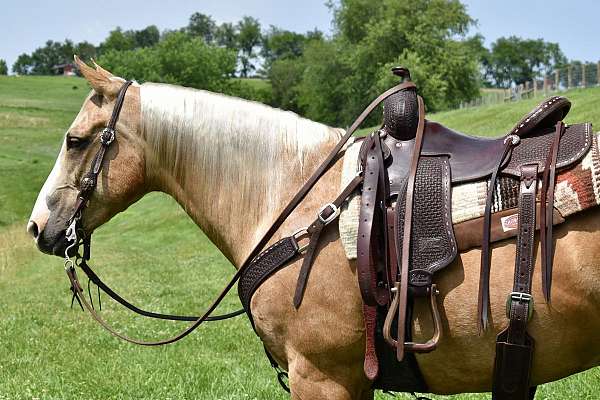 driving-horse-quarter