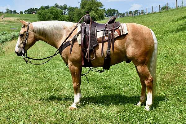 bridle-less-horse-quarter