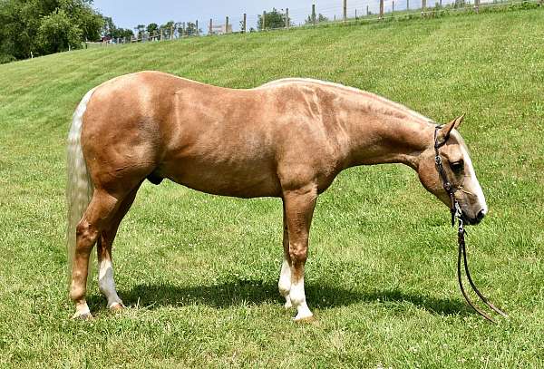 bridle-less-horse-gelding