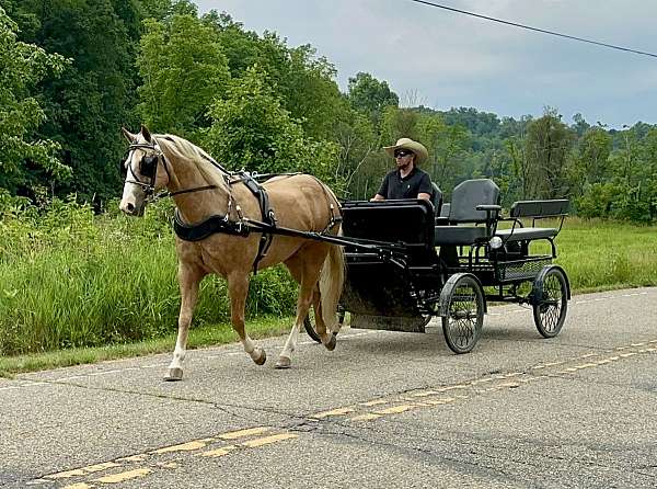 blaze-4-whites-horse