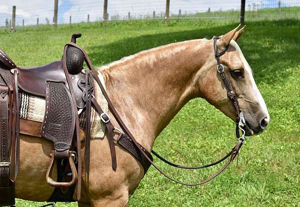 palomino-blaze-4-whites-horse