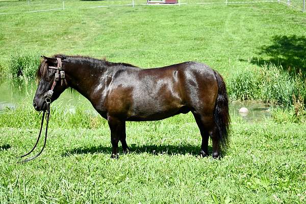 english-pony-miniature