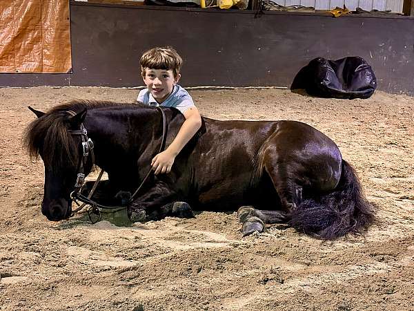 western-pony-miniature