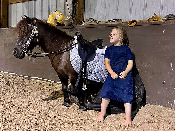 traine-miniature-pony
