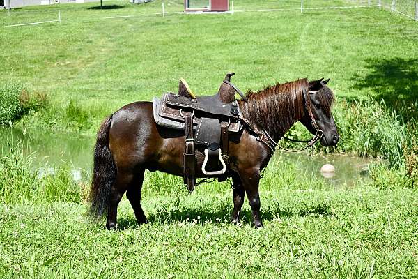 black-traine-pony