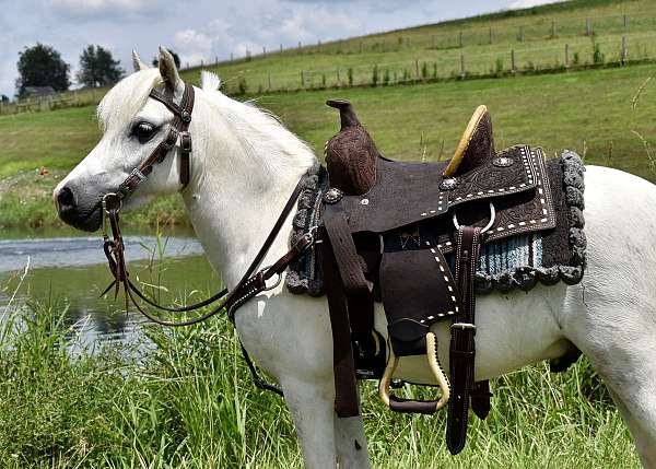 kids-safe-miniature-pony