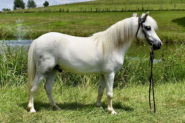 white-miniature-pony-gelding