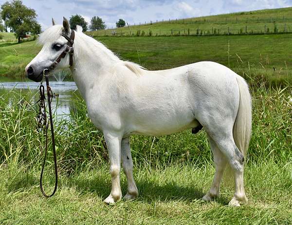 white-miniature-pony