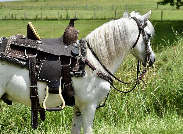 unicorn-miniature-pony