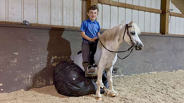 any-event-miniature-pony
