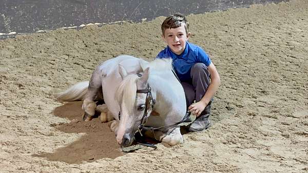 approved-miniature-pony