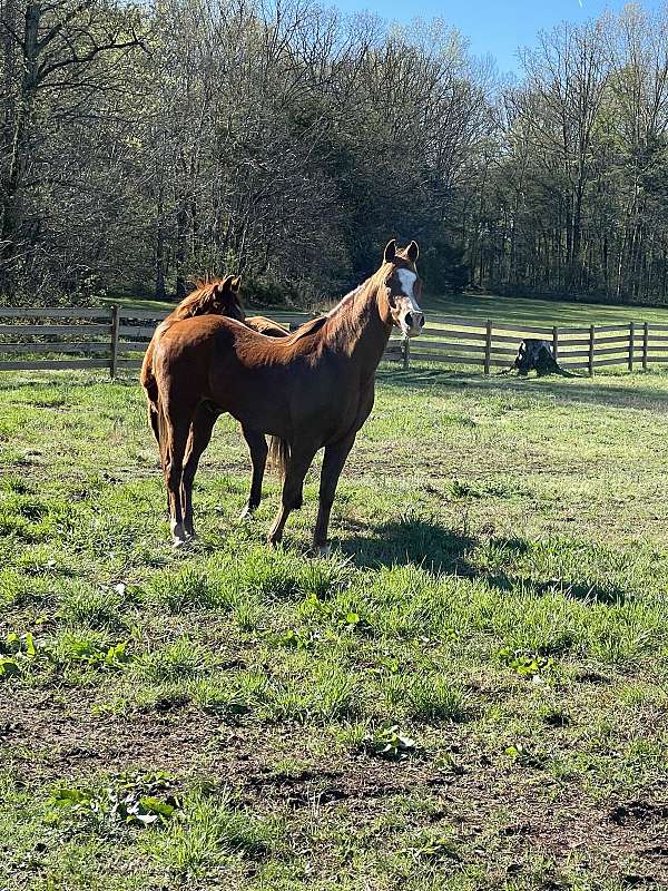 arabian-horse-for-sale