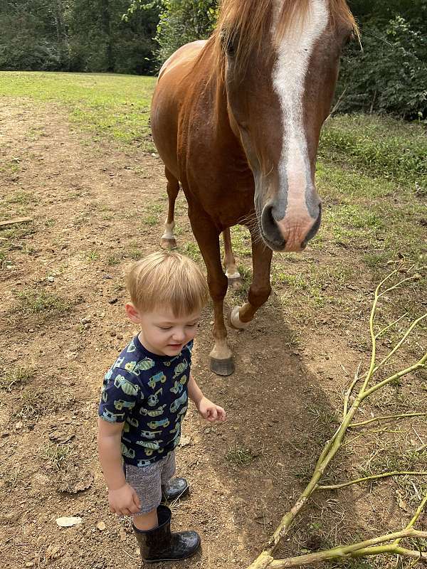 gelding