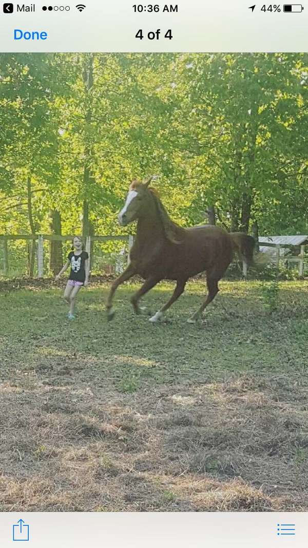 halter-arabian-horse