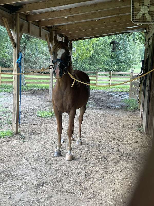 arabian-horse
