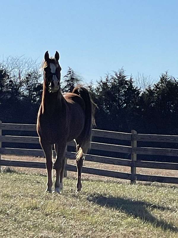 hunter-arabian-horse