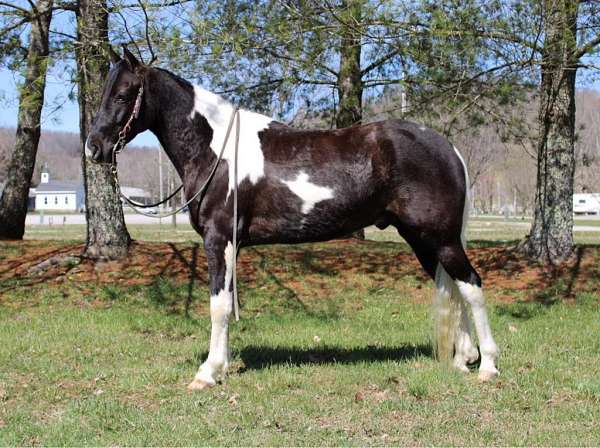 black-tobiano-spotted-spotted-saddle-gelding