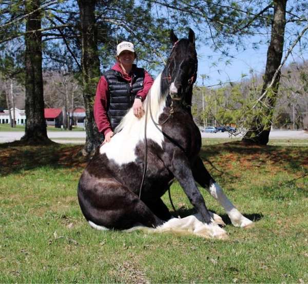 black-tobiano-cross-horse